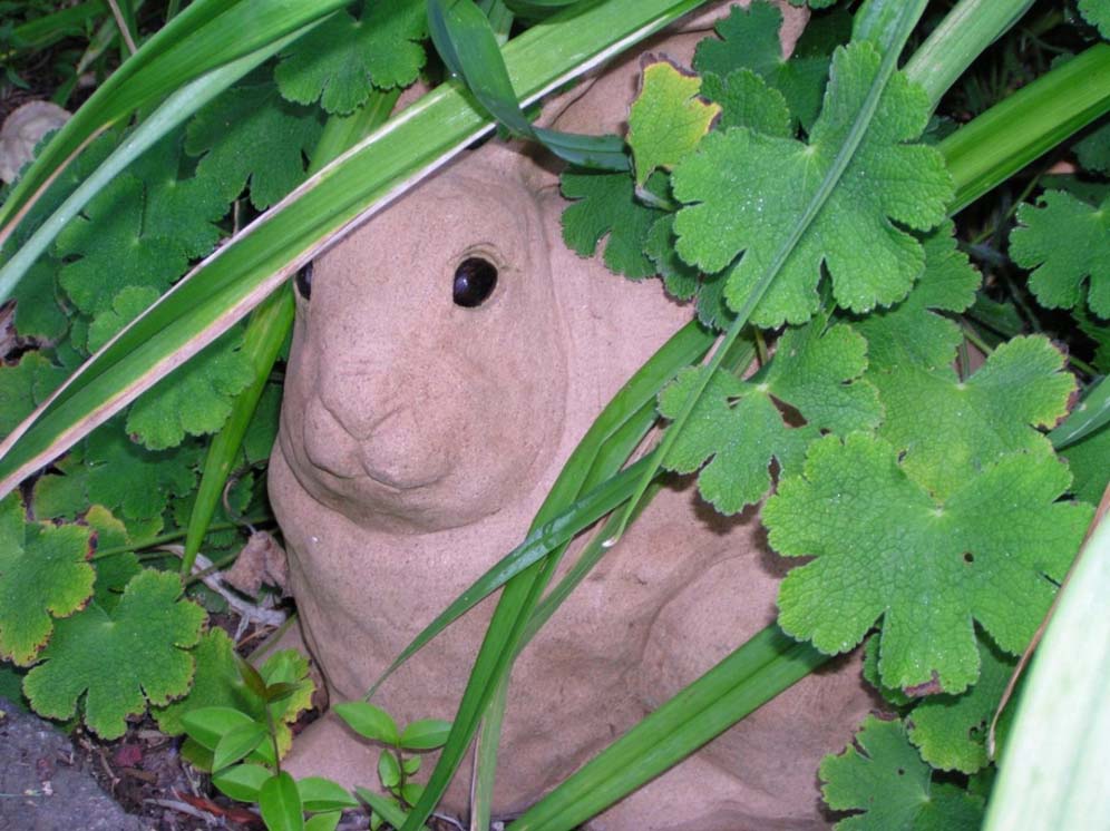 Peeking Rabbit