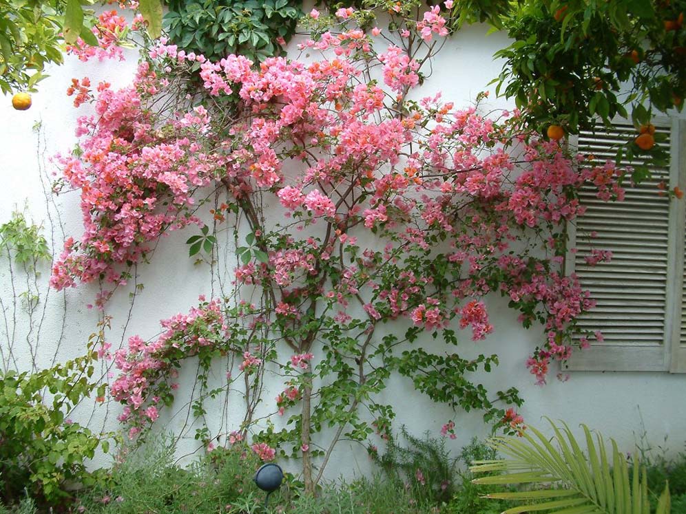 Great Bouganvillea Wall Display