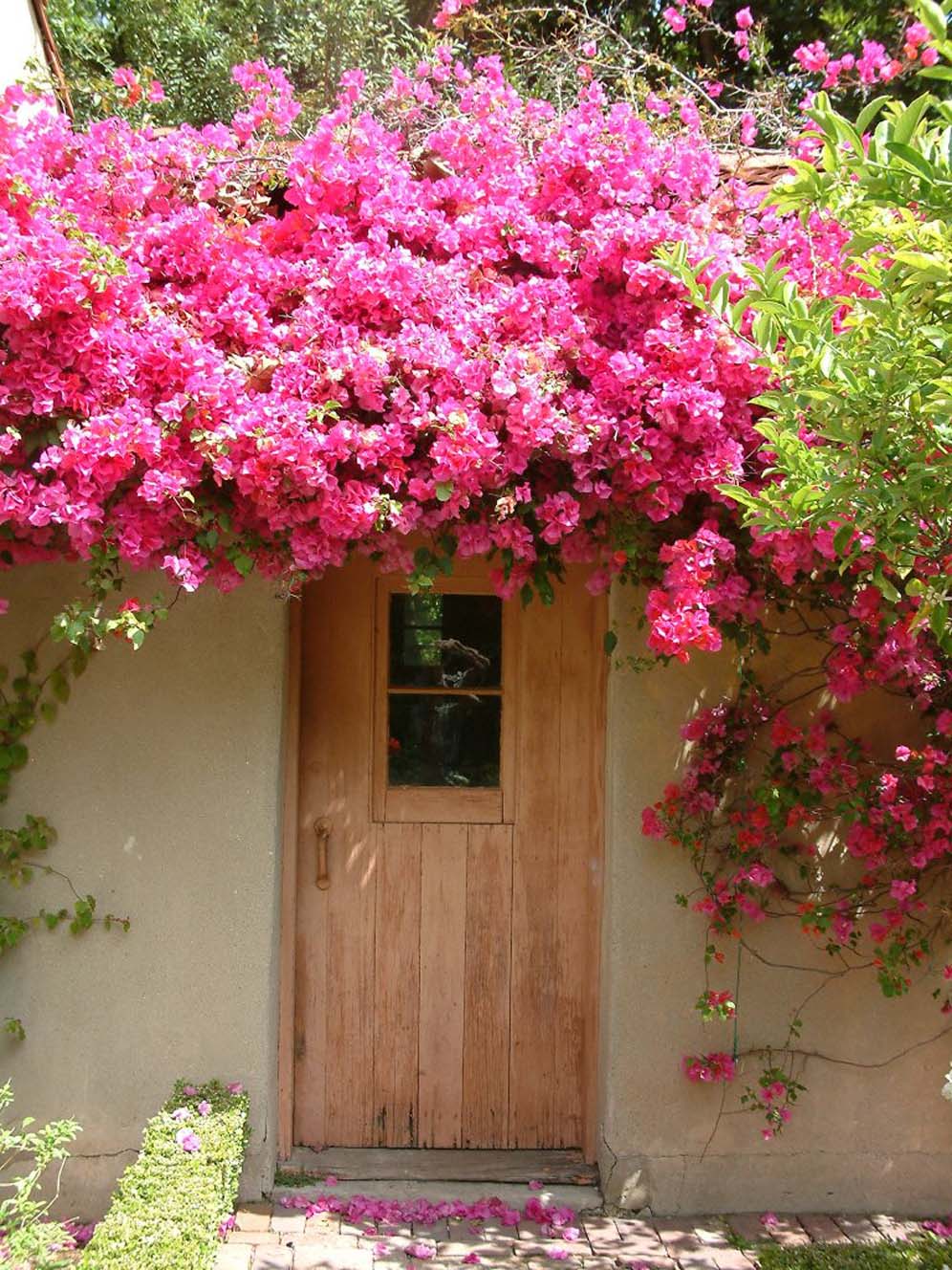 Bouganvillea Vine Display