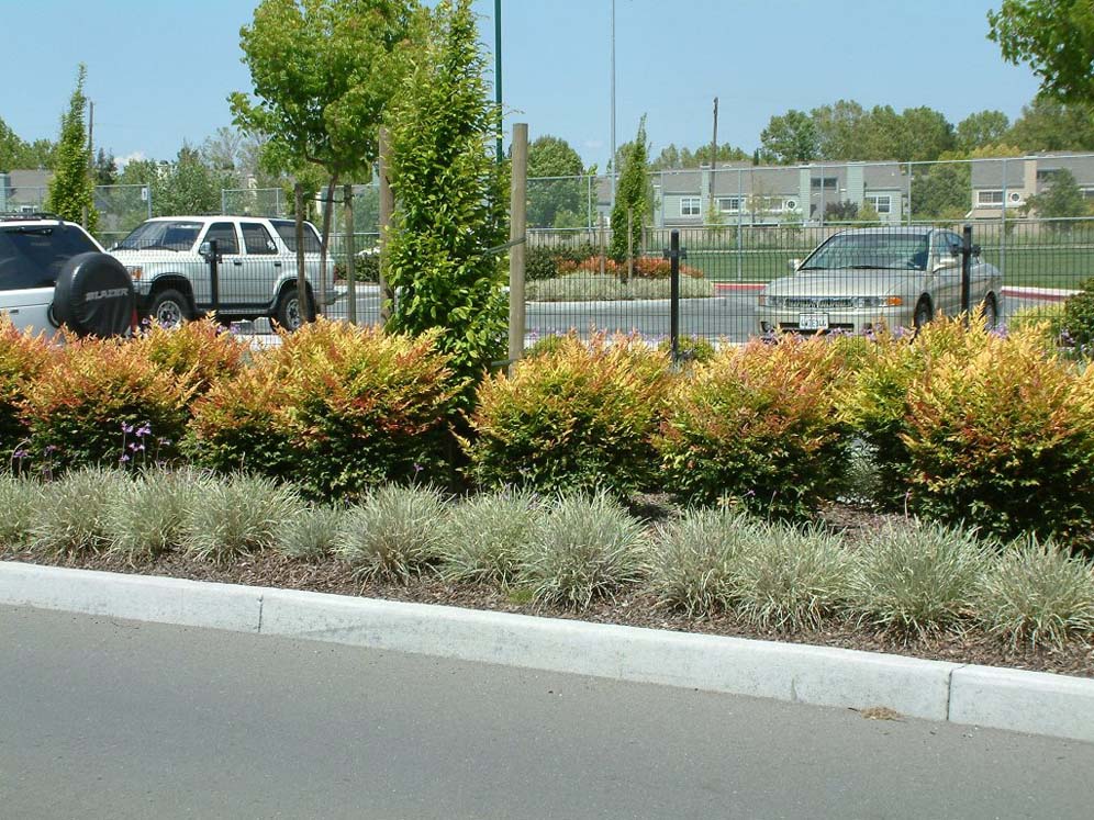 Two Layer Hedge Next to Street