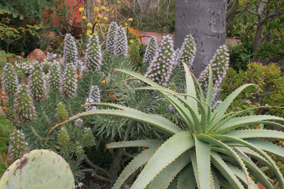 Echium and Friends