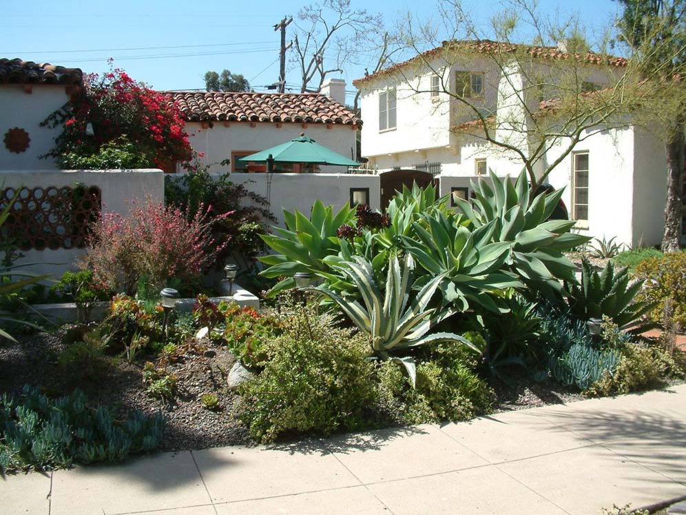 Agave Beauties