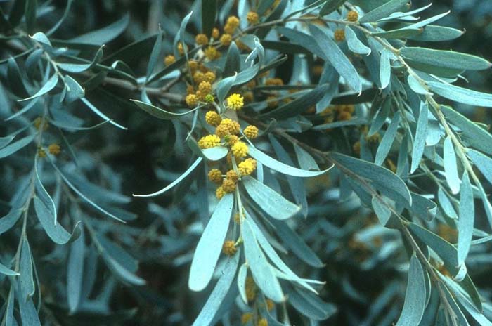 Plant photo of: Acacia pendula