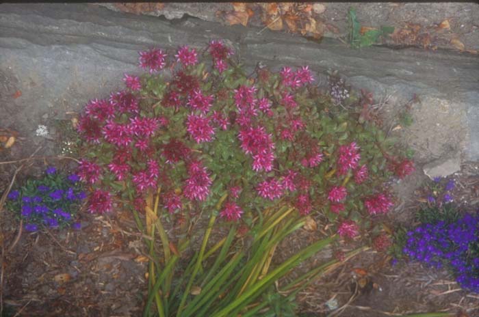 Plant photo of: Sedum spurium 'Dragon's Blood'