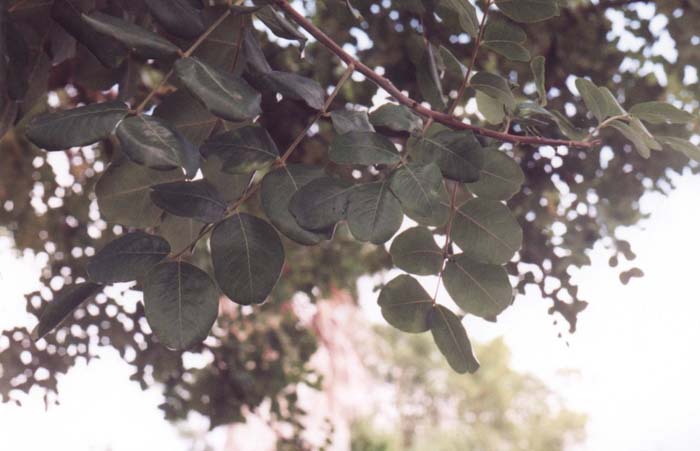 Plant photo of: Ceratonia siliqua