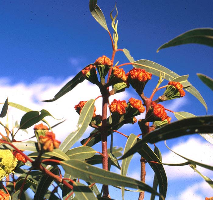 Plant photo of: Eucalyptus erythrocorys