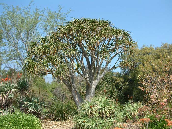 Aloe baineseii