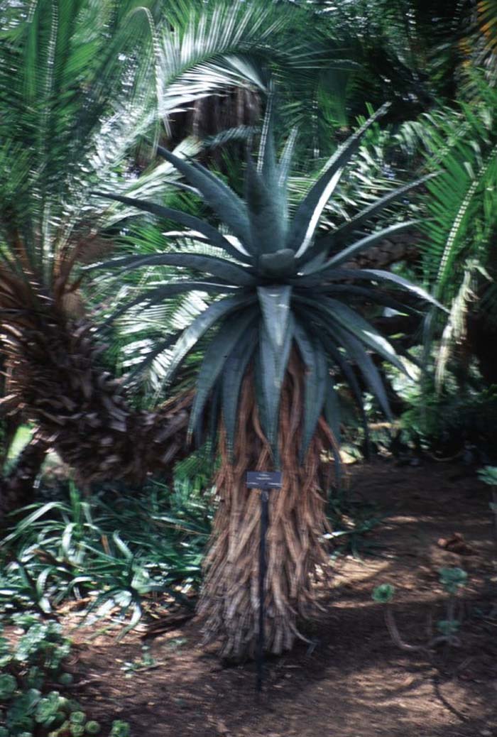 Plant photo of: Aloe marlothii