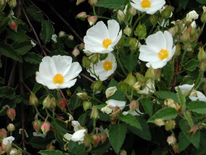 Plant photo of: Cistus hybridus