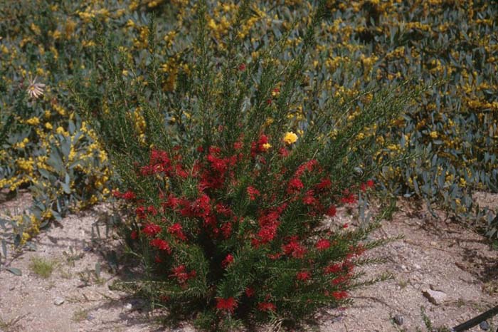 Plant photo of: Grevillea 'Canberra'