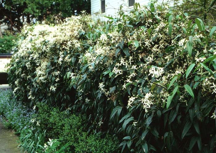 Plant photo of: Clematis armandii