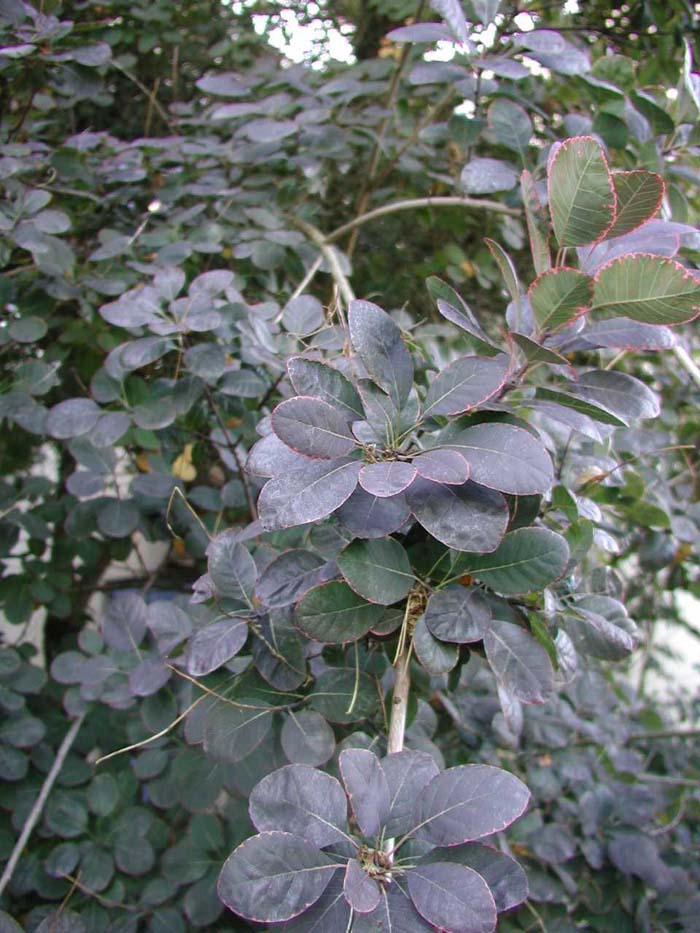 Plant photo of: Cotinus coggygria 'Purpureus'