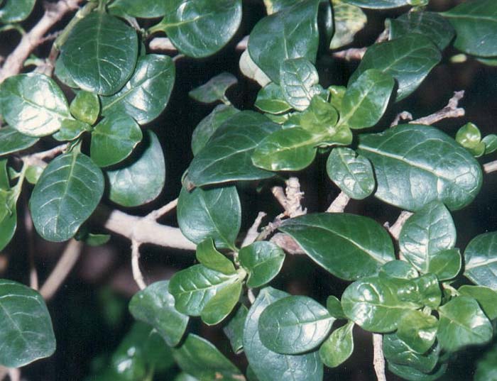 Plant photo of: Coprosma repens