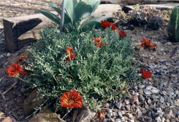 Plant photo of: Gazania species