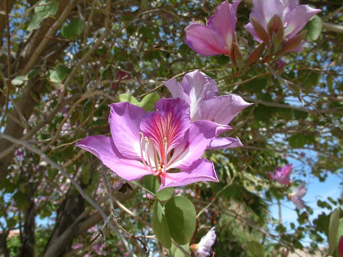 Plant photo of: Bauhinia variegata