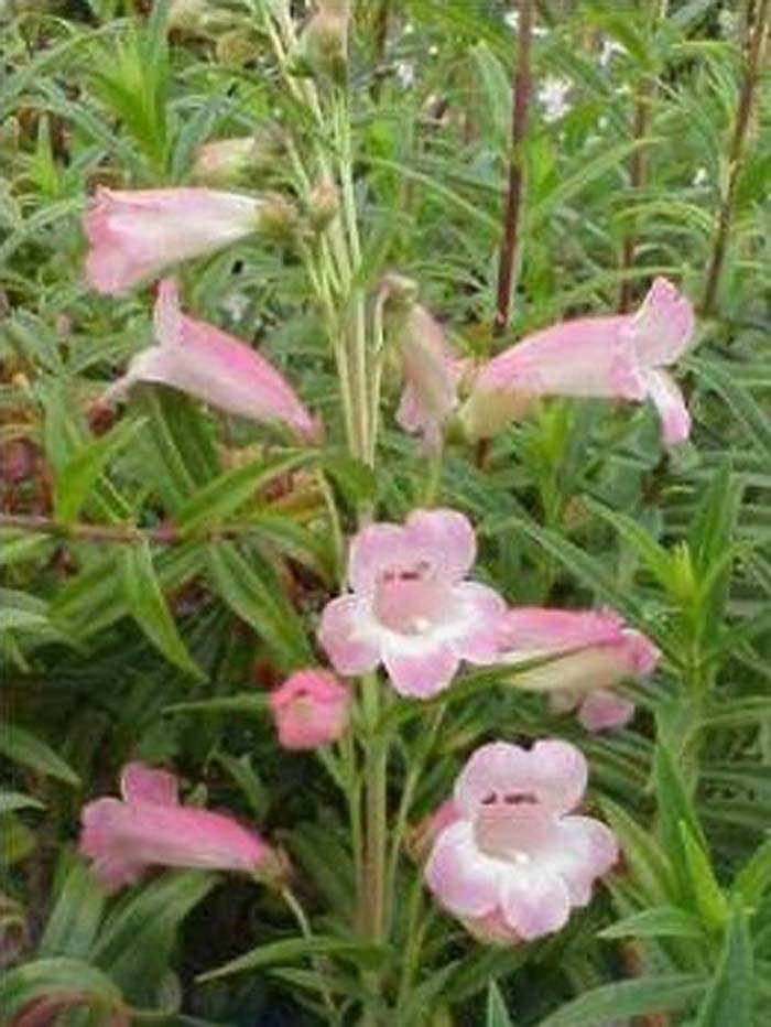 Plant photo of: Penstemon 'Apple Blossom'