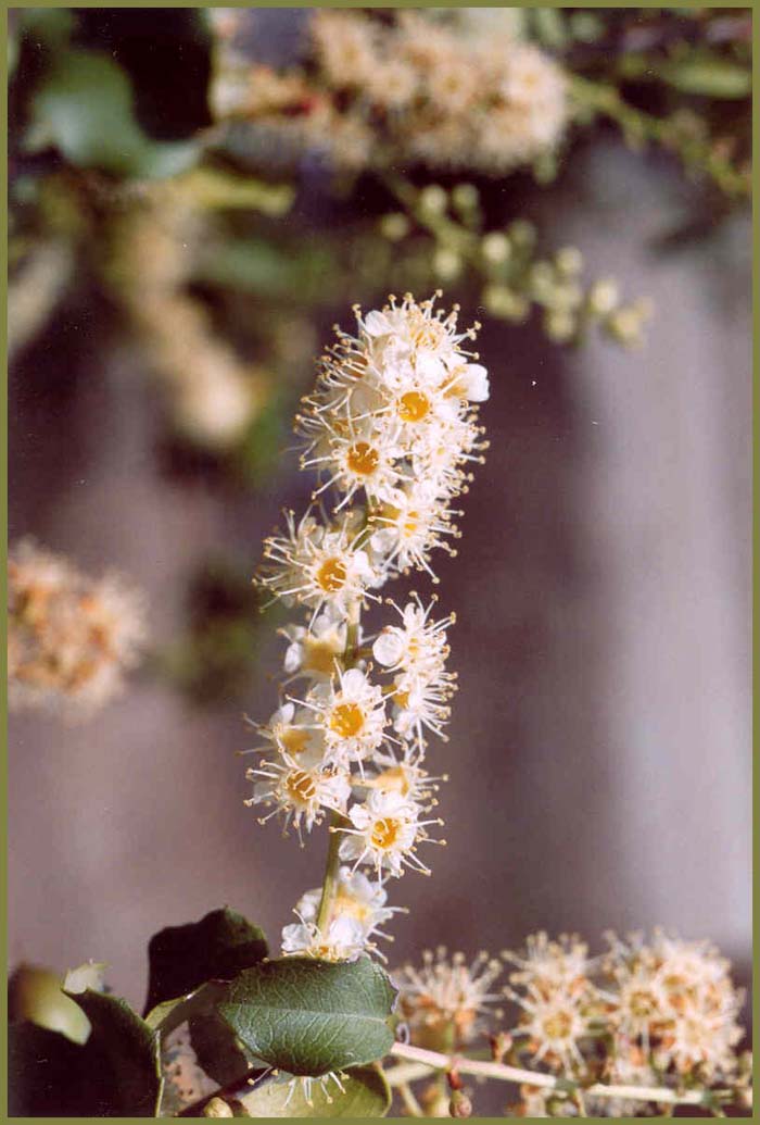 Plant photo of: Prunus ilicifolia