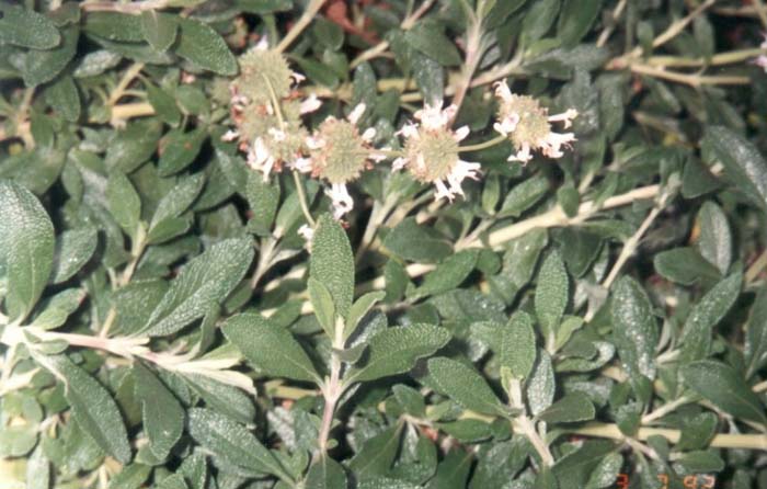 Plant photo of: Salvia mellifera 'Tierra Seca'