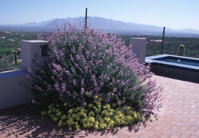 Plant photo of: Salvia clevelandii