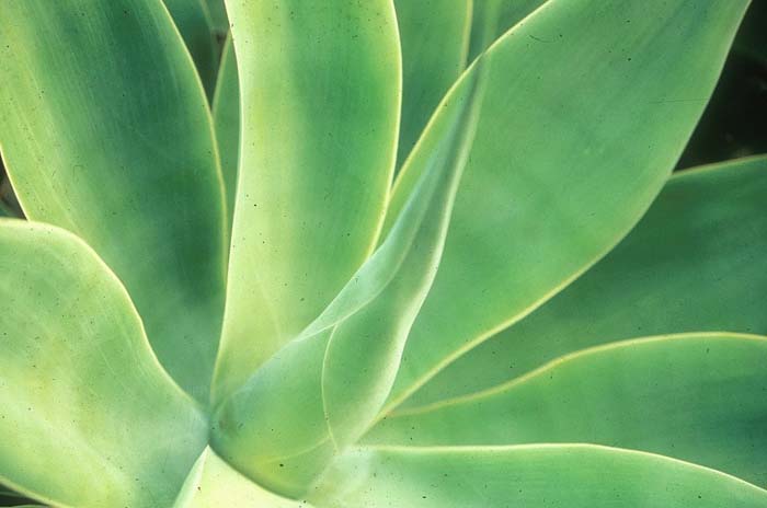 Plant photo of: Agave attenuata