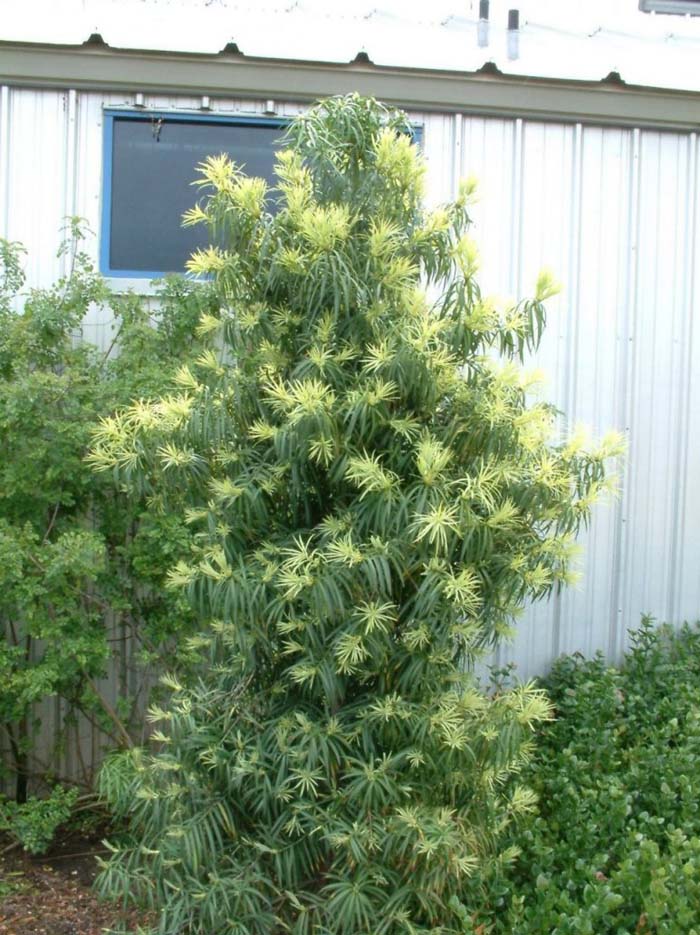Long-leafed Yellowwood