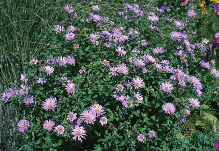 Plant photo of: Aster X frikartii