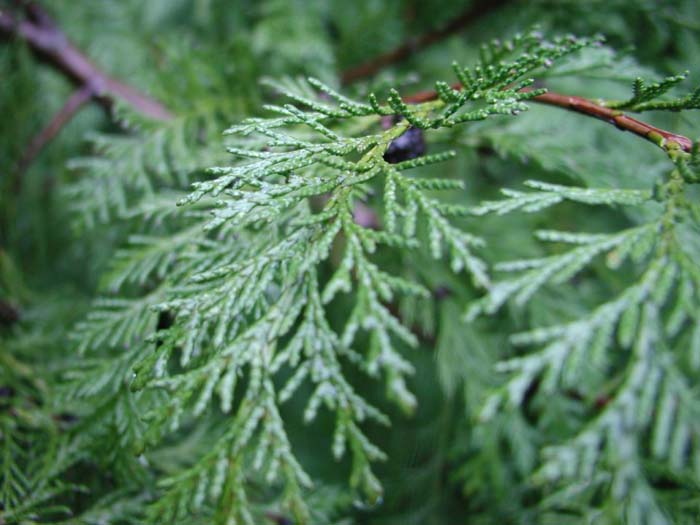 Plant photo of: Chamaecyparis lawsoniana