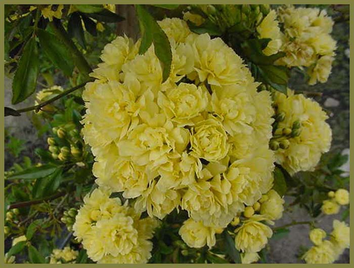 Plant photo of: Rosa banksiae 'Lutea'