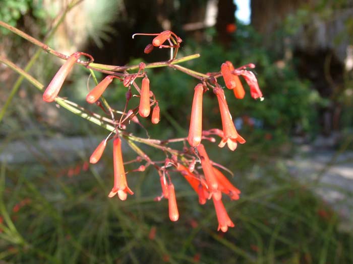 Plant photo of: Russelia equisetiformis