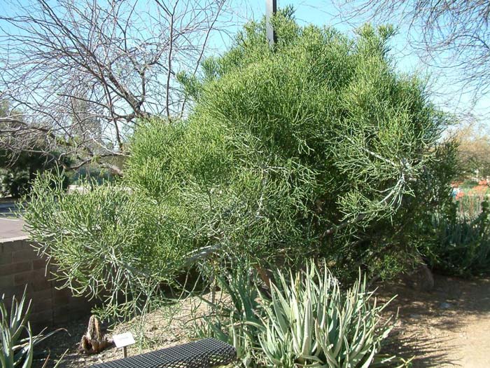 Plant photo of: Euphorbia tirucalli
