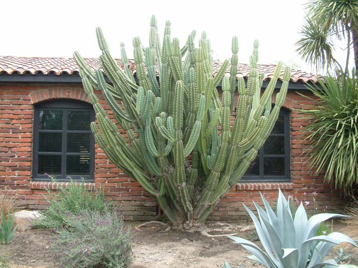 Hildmann Cactus