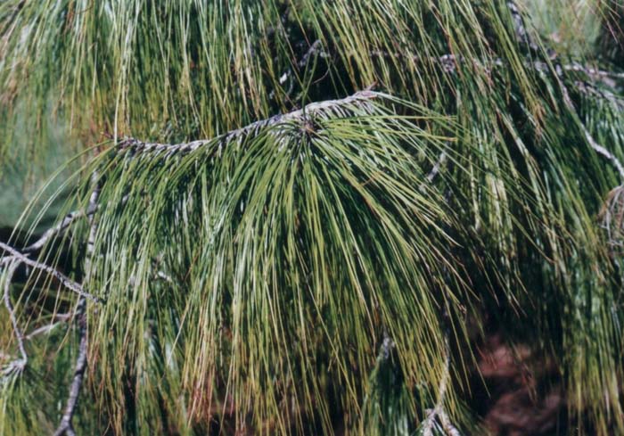 Plant photo of: Pinus patula