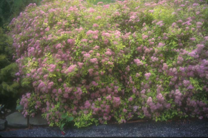 Plant photo of: Spiraea japonica 'Little Princess'