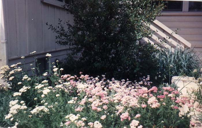 Plant photo of: Achillea millefolium rosea