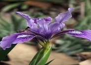 Douglas Iris