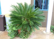 Sago-Palm