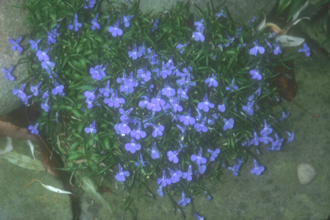 Summer Lobelia