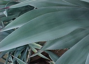 Smooth-edged Agave