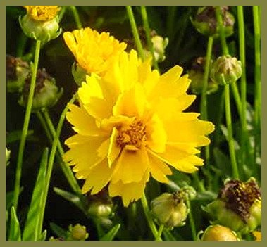 Early Sunrise Coreopsis