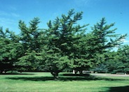 Ginkgo Tree, Maidenhair Tree