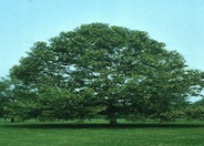 American Sycamore