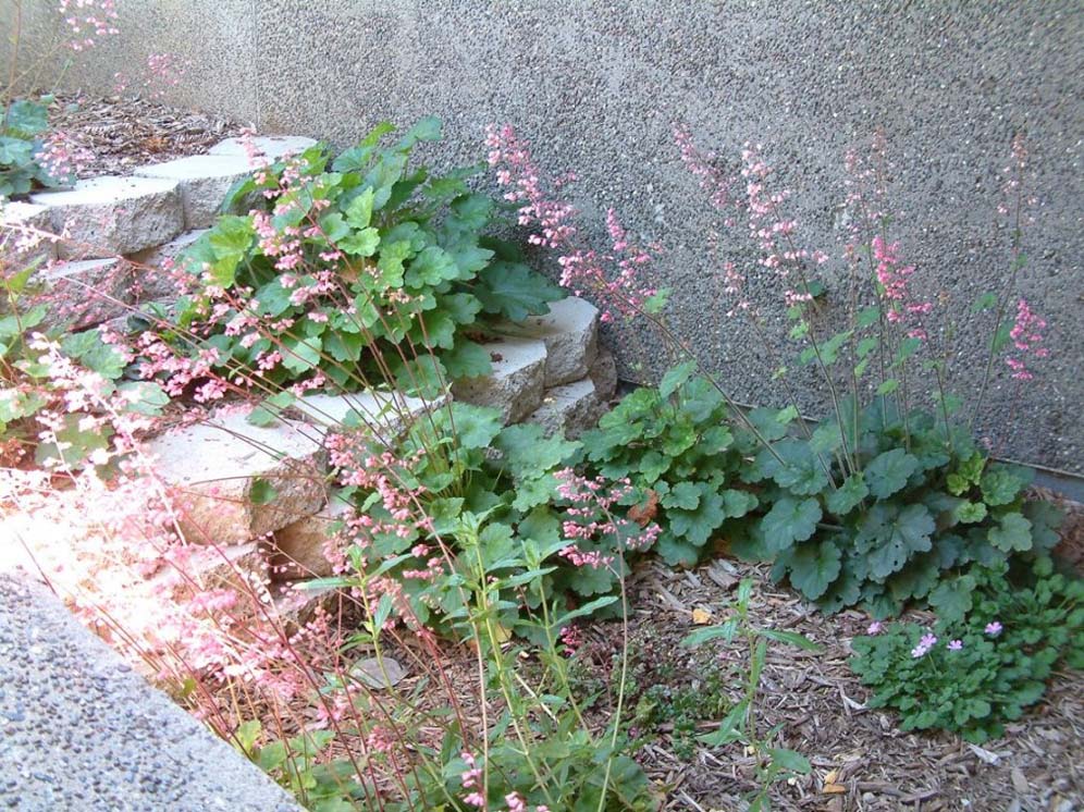 Heuchera Heaven