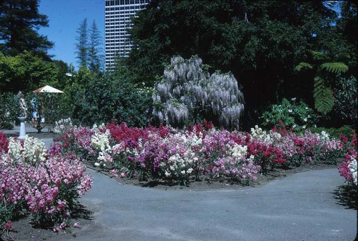 Plant photo of: Matthiola incana