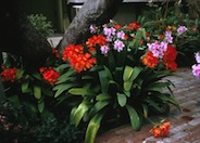 Kafir Lily, Clivia