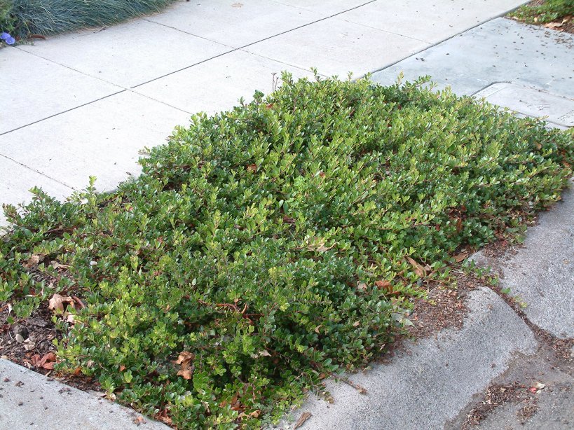 Bearberry